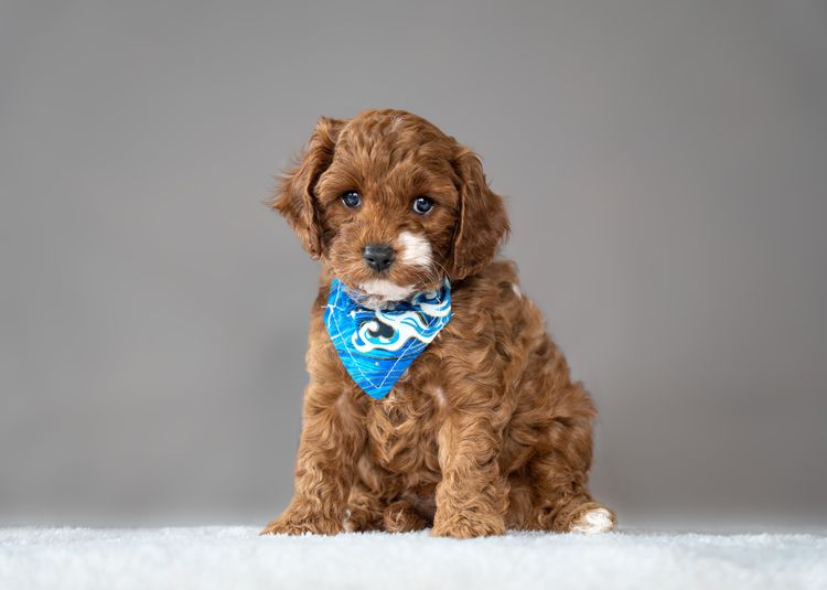 Harley & Co. Cavoodles / Love Me Harley Theodores