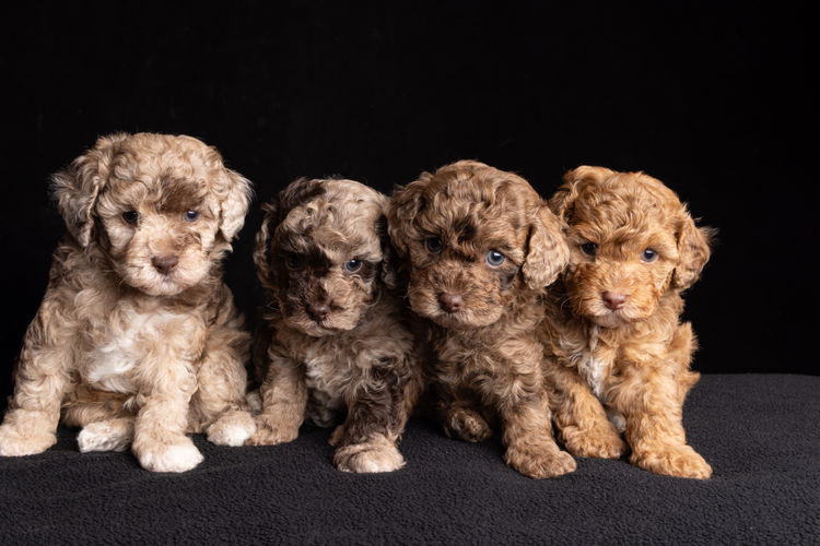 Harley & Co. Cavoodles / Love Me Harley Theodores