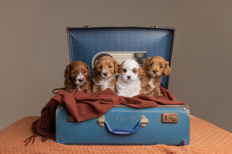 Harley & Co. Cavoodles / Love Me Harley Theodores