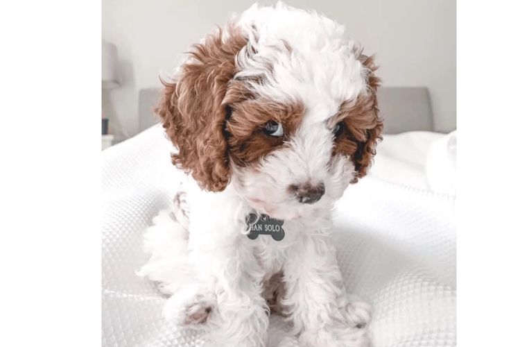 Harley & Co. Cavoodles / Love Me Harley Theodores