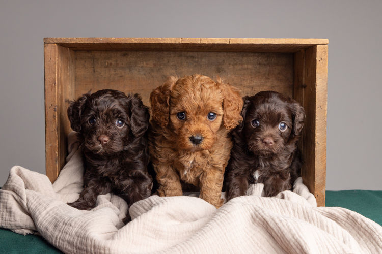 Harley & Co. Cavoodles / Love Me Harley Theodores