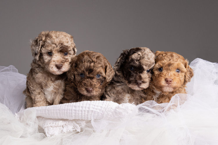 Harley & Co. Cavoodles / Love Me Harley Theodores