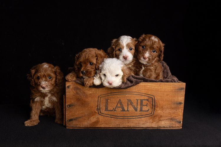Harley & Co. Cavoodles / Love Me Harley Theodores