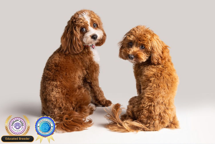 Harley & Co. Cavoodles / Love Me Harley Theodores