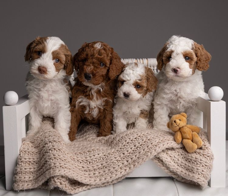 Harley & Co. Cavoodles / Love Me Harley Theodores
