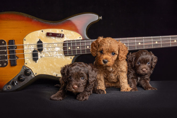 Harley & Co. Cavoodles / Love Me Harley Theodores