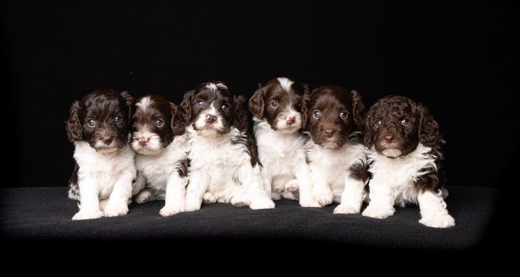 Harley & Co. Cavoodles / Love Me Harley Theodores