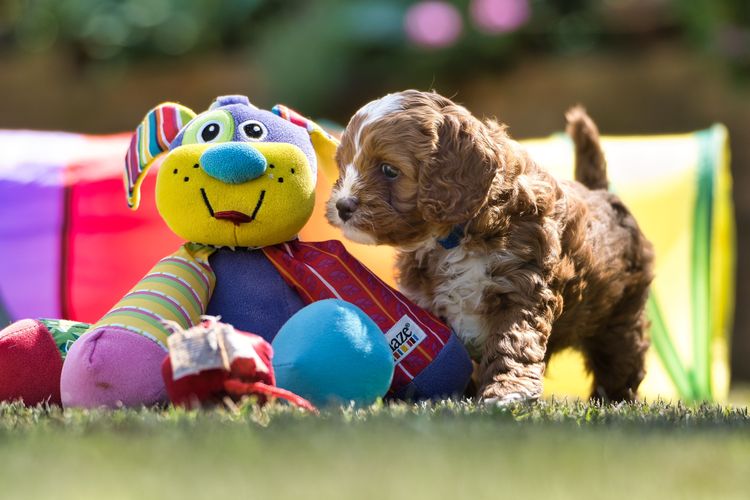 Harley & Co. Cavoodles / Love Me Harley Theodores