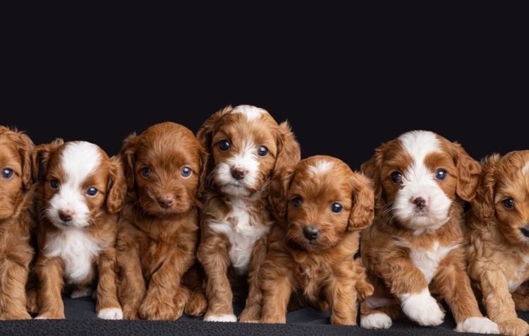 Harley & Co. Cavoodles / Love Me Harley Theodores