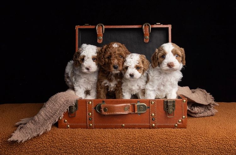 Harley & Co. Cavoodles / Love Me Harley Theodores