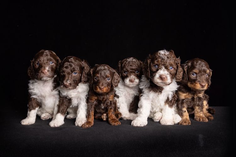 Harley & Co. Cavoodles / Love Me Harley Theodores