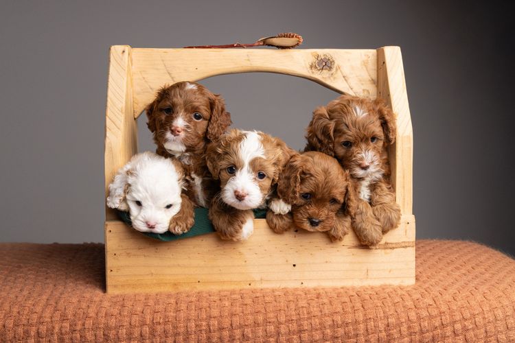 Harley & Co. Cavoodles / Love Me Harley Theodores