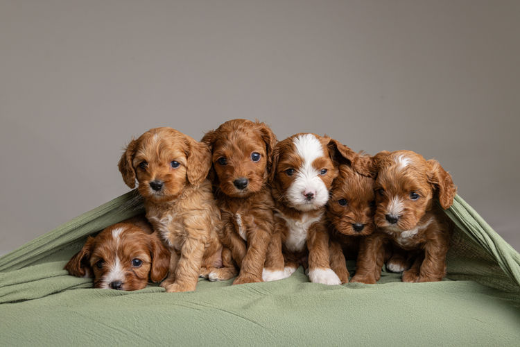 Harley & Co. Cavoodles / Love Me Harley Theodores