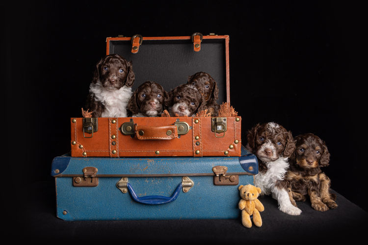 Harley & Co. Cavoodles / Love Me Harley Theodores