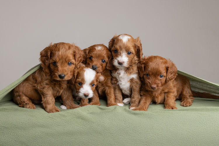 Harley & Co. Cavoodles / Love Me Harley Theodores