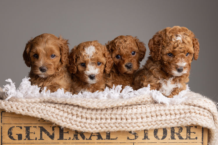 Harley & Co. Cavoodles / Love Me Harley Theodores