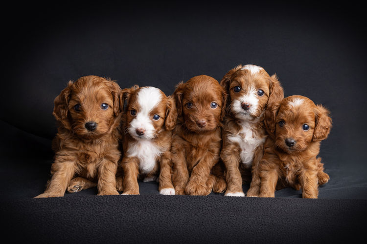 Harley & Co. Cavoodles / Love Me Harley Theodores