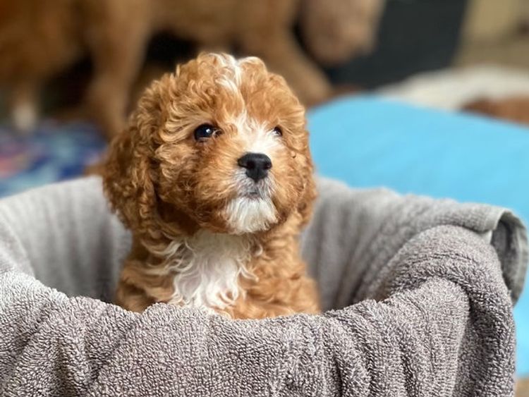 Bridgeman Downs Cavoodles (MDBA Kennel Name Elisalee)