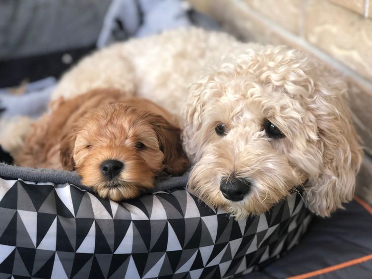 Bridgeman Downs Cavoodles (MDBA Kennel Name Elisalee)