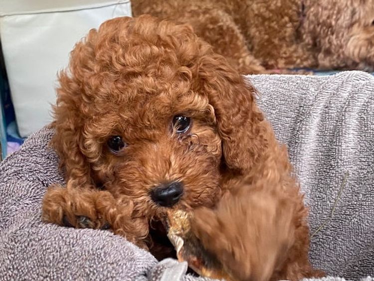 Bridgeman Downs Cavoodles (MDBA Kennel Name Elisalee)