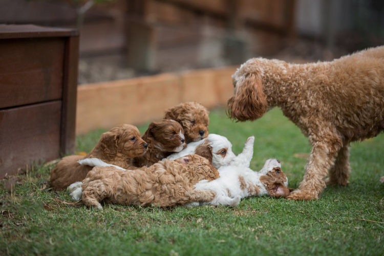Bridgeman Downs Cavoodles (MDBA Kennel Name Elisalee)