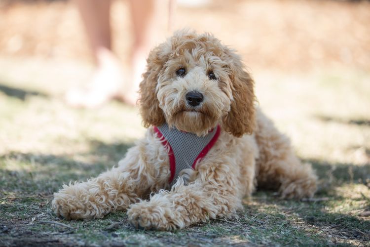 Bridgeman Downs Cavoodles (MDBA Kennel Name Elisalee)