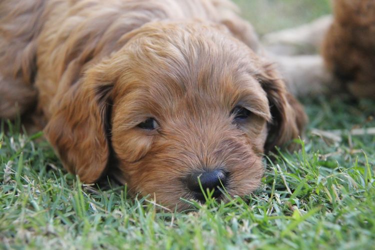 Bridgeman Downs Cavoodles (MDBA Kennel Name Elisalee)