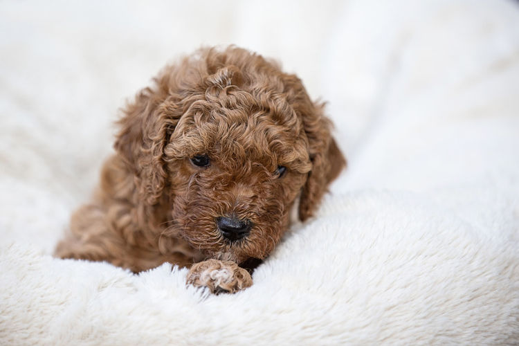 Bridgeman Downs Cavoodles (MDBA Kennel Name Elisalee)