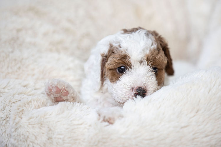 Bridgeman Downs Cavoodles (MDBA Kennel Name Elisalee)