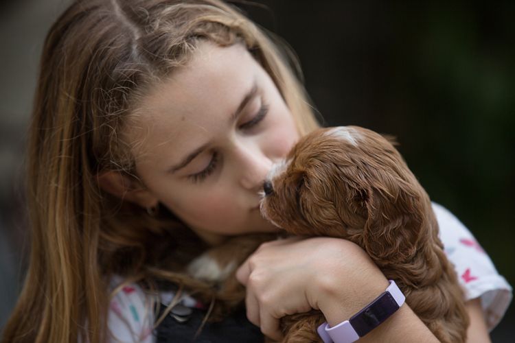 Bridgeman Downs Cavoodles (MDBA Kennel Name Elisalee)