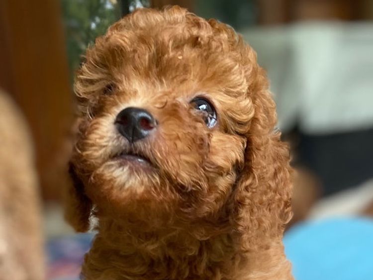 Bridgeman Downs Cavoodles (MDBA Kennel Name Elisalee)