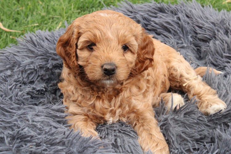 Bridgeman Downs Cavoodles (MDBA Kennel Name Elisalee)