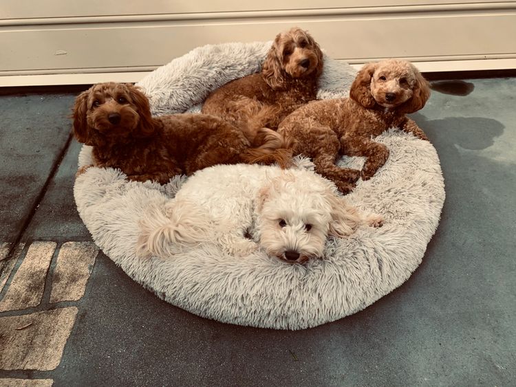 Bespoke Spoodles 🐾 Brisbane