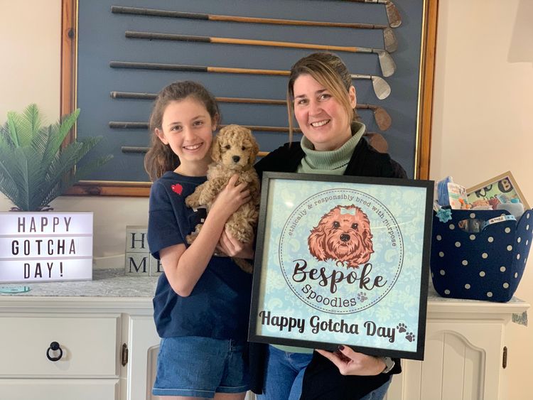 Bespoke Spoodles 🐾 Brisbane