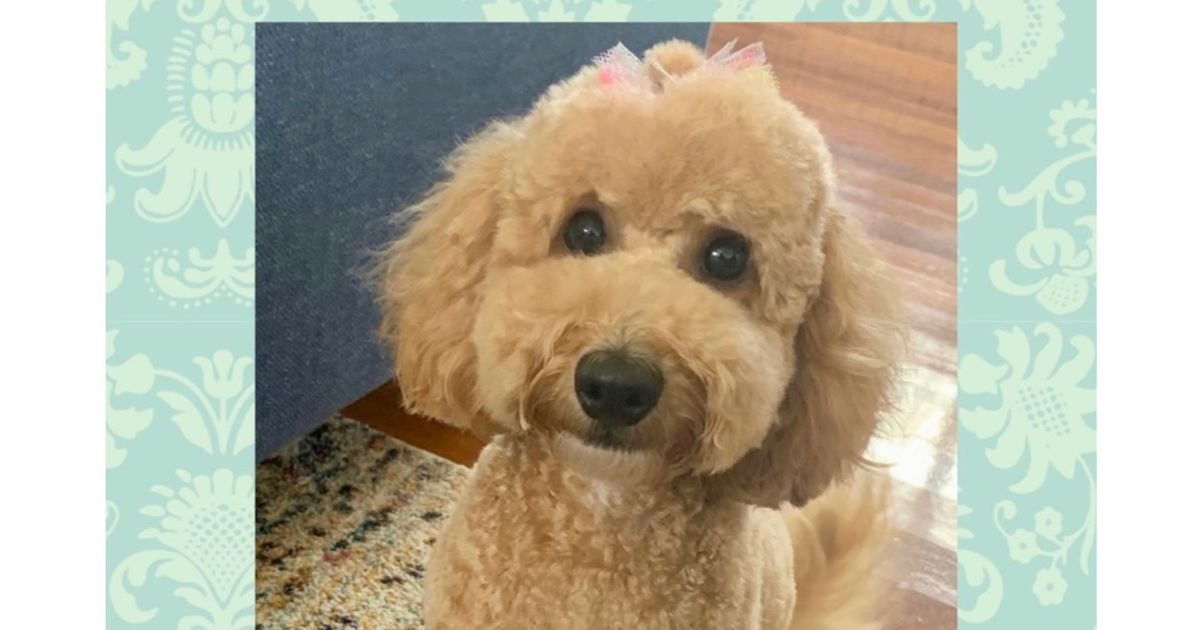 Bespoke Spoodles 🐾 Brisbane, responsible breeder in Queensland RightPaw