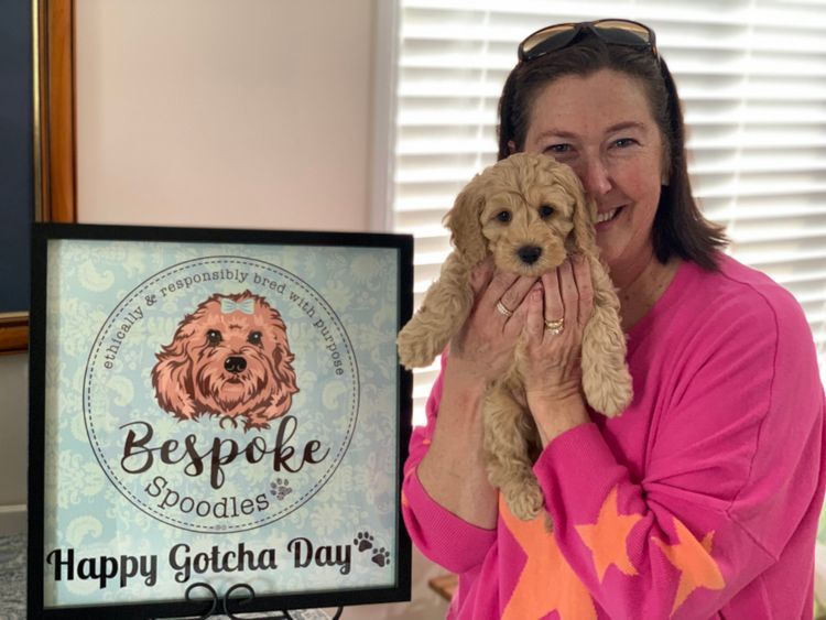 Bespoke Spoodles 🐾 Brisbane
