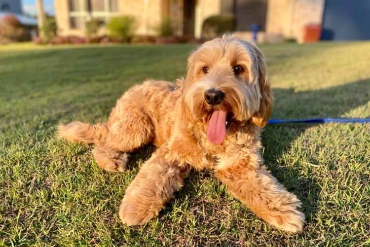 Bespoke Spoodles 🐾 Brisbane