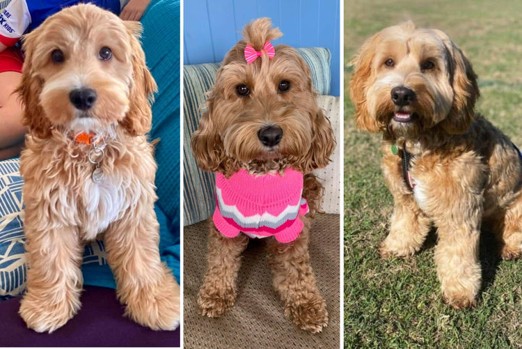 Bespoke Spoodles 🐾 Brisbane