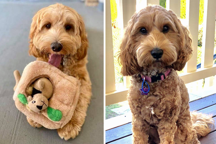 Bespoke Spoodles 🐾 Brisbane
