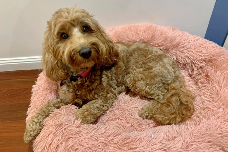 Bespoke Spoodles 🐾 Brisbane