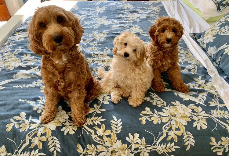 Bespoke Spoodles 🐾 Brisbane