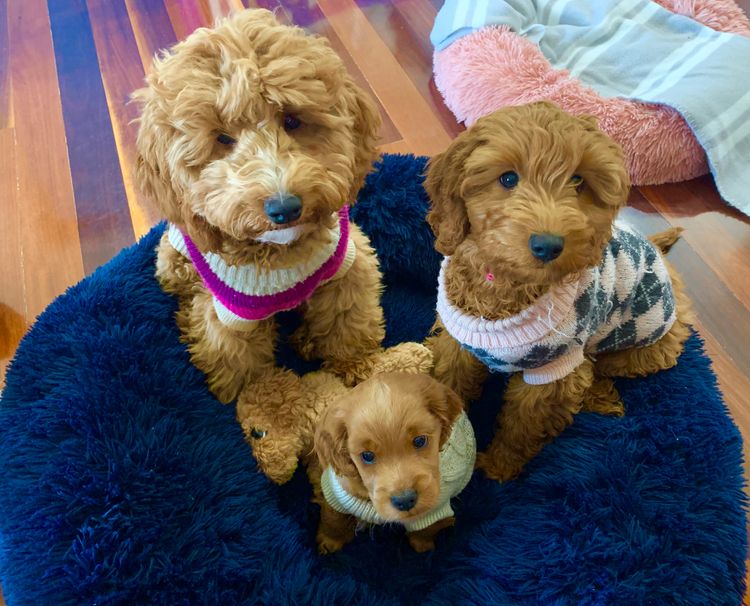 Bespoke Spoodles 🐾 Brisbane