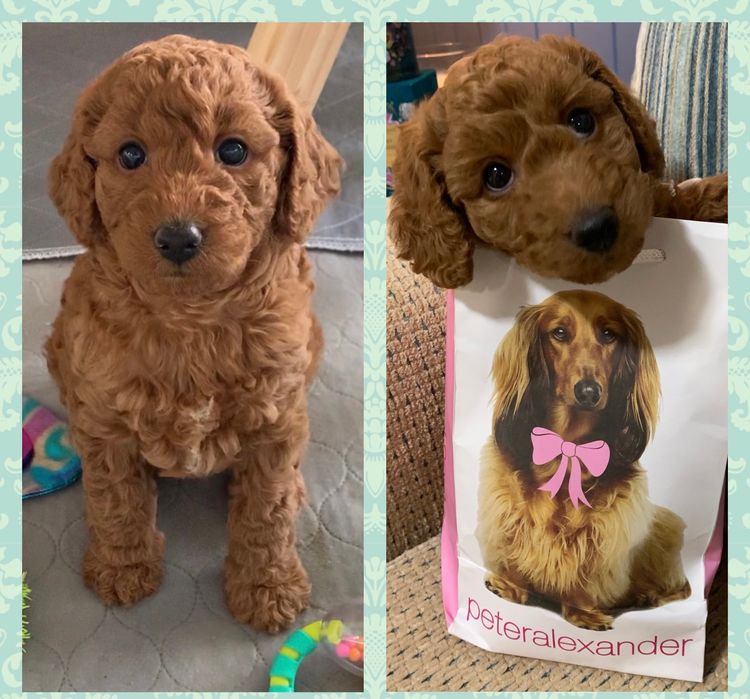 Bespoke Spoodles 🐾 Brisbane
