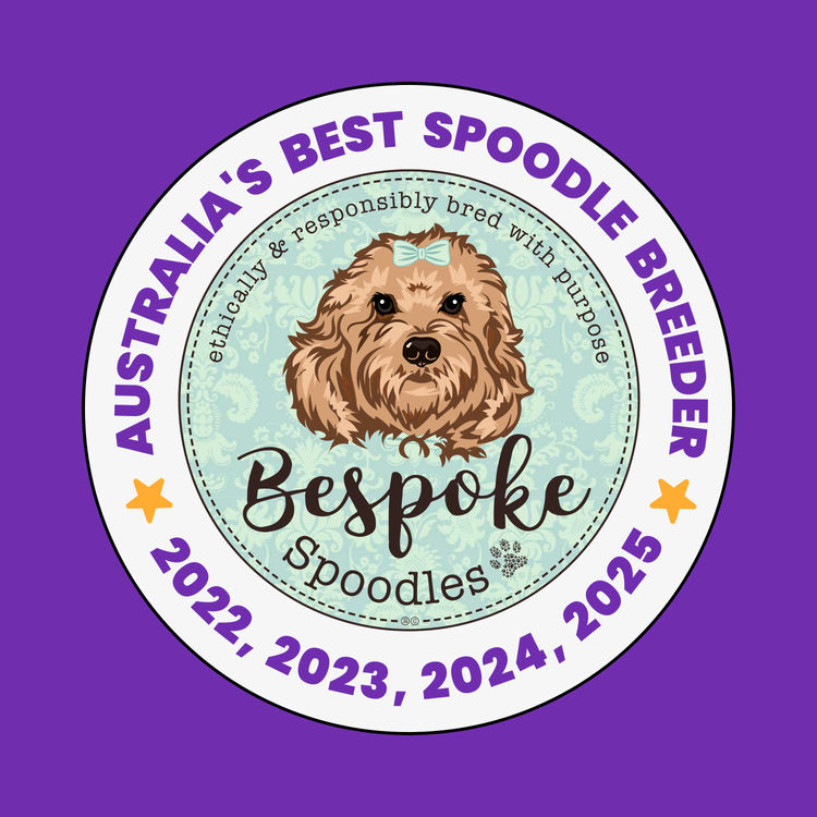 Bespoke Spoodles 🐾 Brisbane