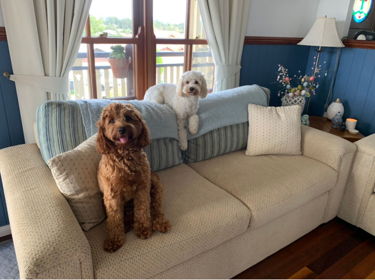 Bespoke Spoodles 🐾 Brisbane