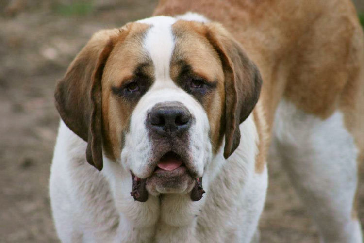Monssancta Saint Bernards