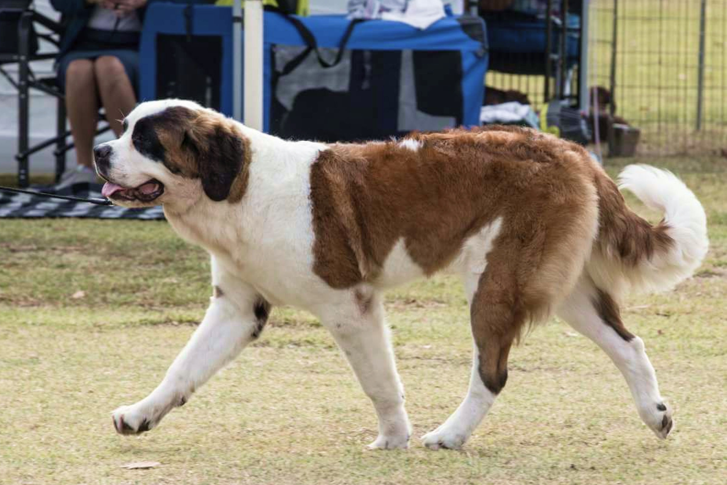 saint bernard double coat