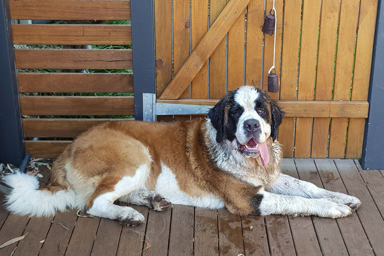 Monssancta Saint Bernards