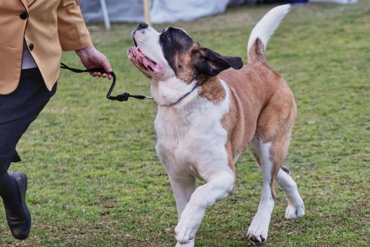 Monssancta Saint Bernards