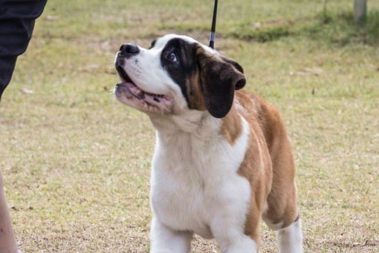 Monssancta Saint Bernards
